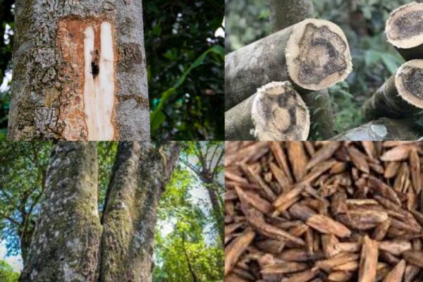 தங்கம், வைரம் எல்லாம் பக்கத்துலயே வர முடியாது! இந்த ஒரு மரம் இருந்தா நீங்க பல கோடிக்கு அதிபதி!!