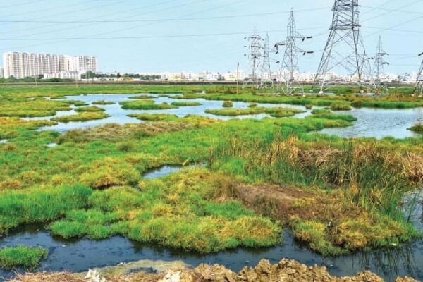 பள்ளிக்கரணை: `சதுப்பு நிலத்தில் கட்டுமான அனுமதி; எத்தனை கோடி கைமாறியது?' – அரசை சாடும் சீமான்
